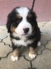 Medves-Hegyi Saskia (1st picture)