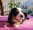 Medves-Hegyi Shelley at the age of 28 days (1st picture).