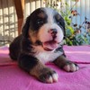 Medves-Hegyi Sheryl at the age of 28 days (1st picture).