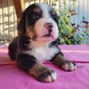 Medves-Hegyi Sheryl at the age of 28 days (2nd picture).