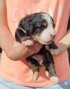 Medves-Hegyi Sisi at the age of 12 days (1st pictrue).