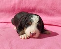 Medves-Hegyi Sisi at the age of 12 days (2nd picture).