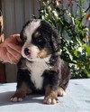 Medves-Hegyi Sheky at the age of 28 days (1st picture).