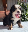 Medves-Hegyi Sheky at the age of 28 days (2nd picture).