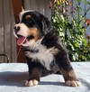 Medves-Hegyi Sheriff at the age of 28 days (1st picture).
