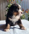 Medves-Hegyi Sheriff at the age of 28 days (2nd picture).