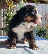 Medves-Hegyi Syrius at the age of 28 days (1st picture).
